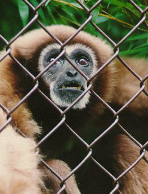 Howler Monkey